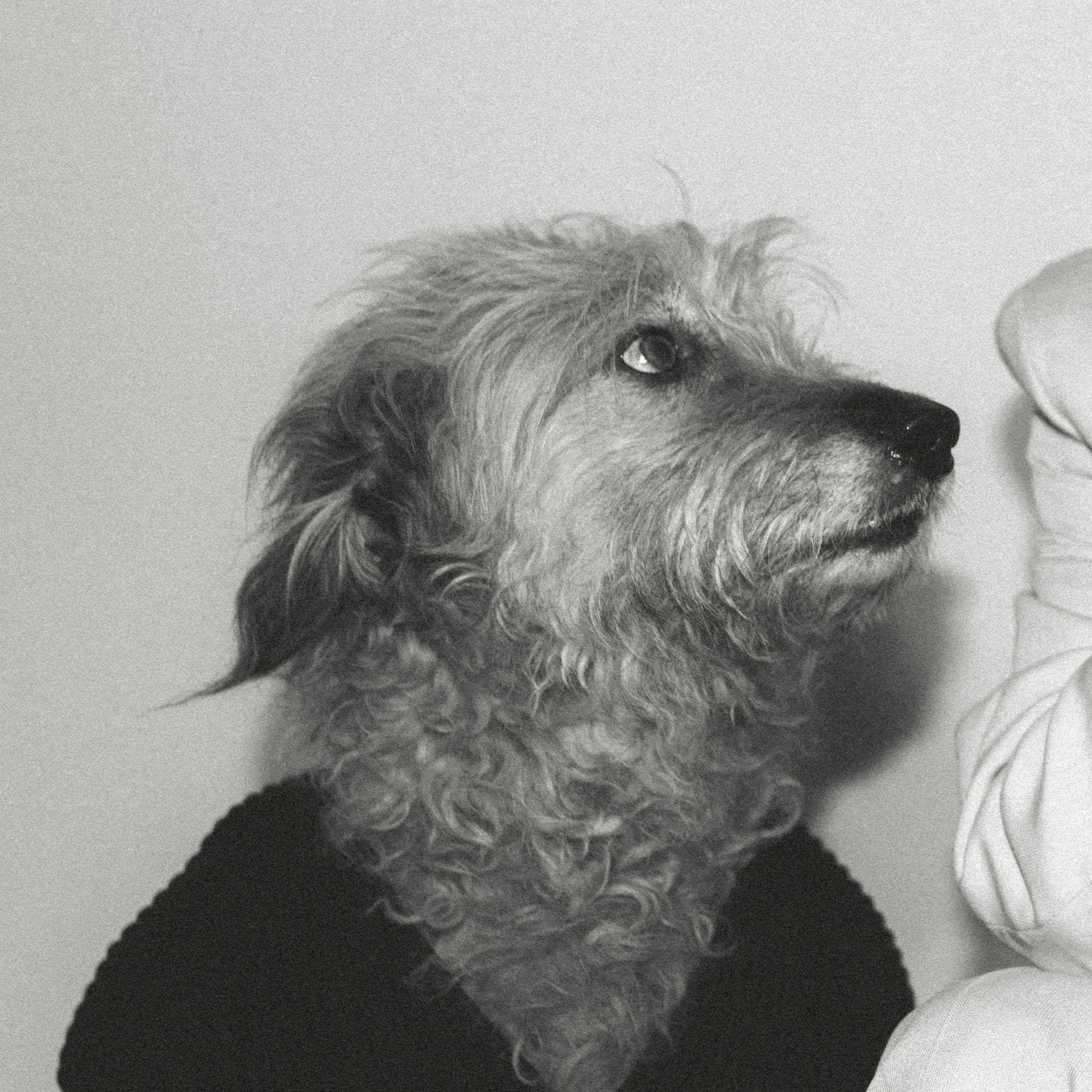 https://studio-twin-archive.ams3.cdn.digitaloceanspaces.com/websites/media/crossing-border/Shy Dog-28 by Femke Appeltans kopie.jpg